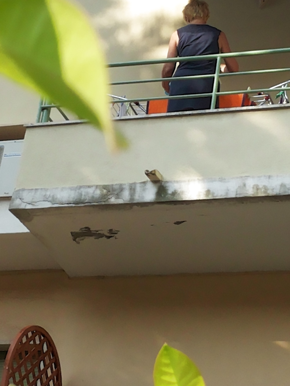 ヴィシン
 #28623193