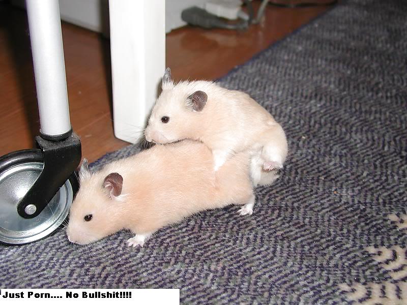 The Secret Lives of Little Hamsters! #35679193