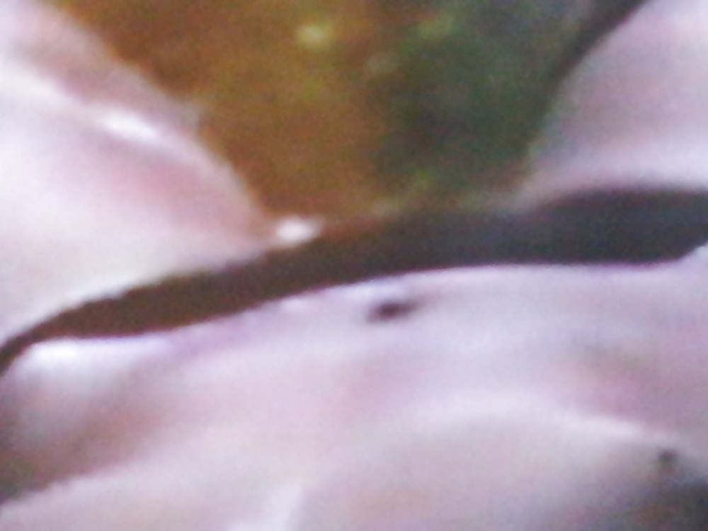 My ex Mandy in bikini and some yoyeur shots #34047439