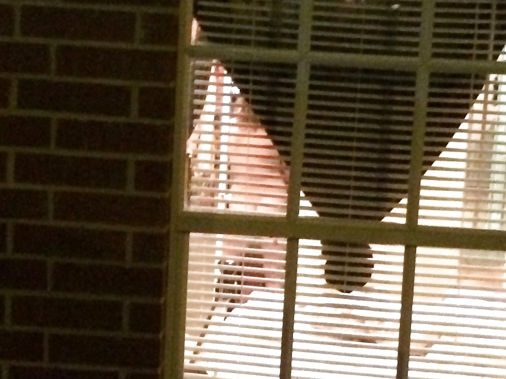 Window #28364171