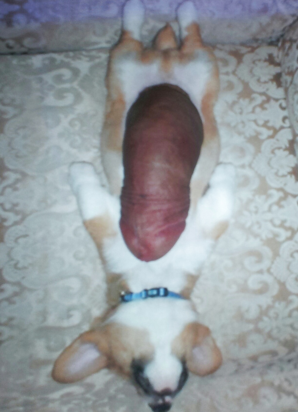 Como mi perrito los comentarios son bienvenidos
 #24684294