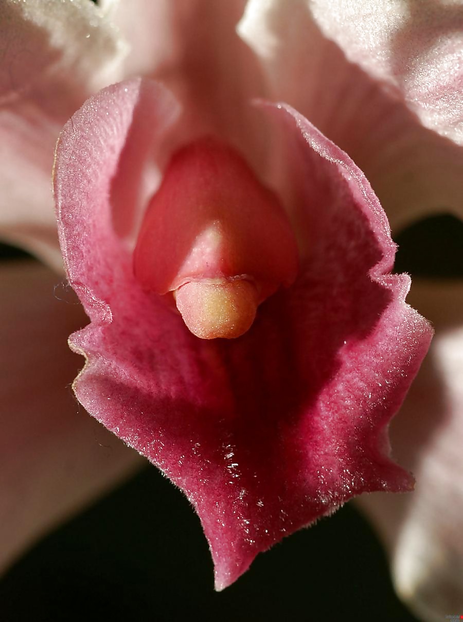 Erotic flowers #41091804