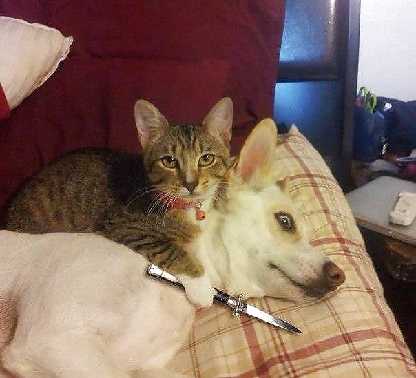 Rigolo - 4 - FishScorpio #32515541