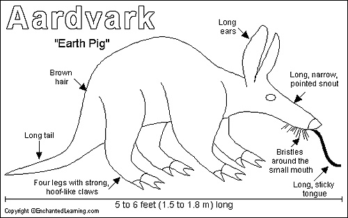 Aardvark #31133947