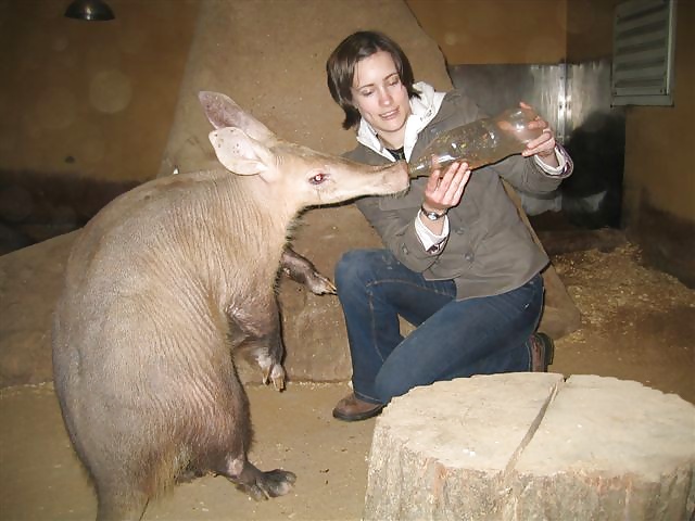 Aardvark #31133955