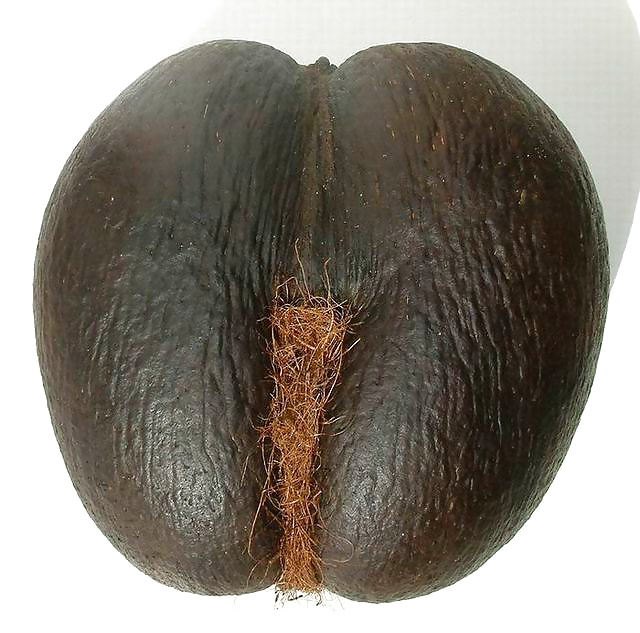 Noce di cocco delle Seychelles
 #41064898