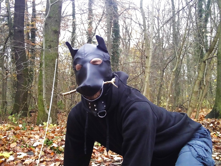 Sklavenhund im Wald - slave in the woods