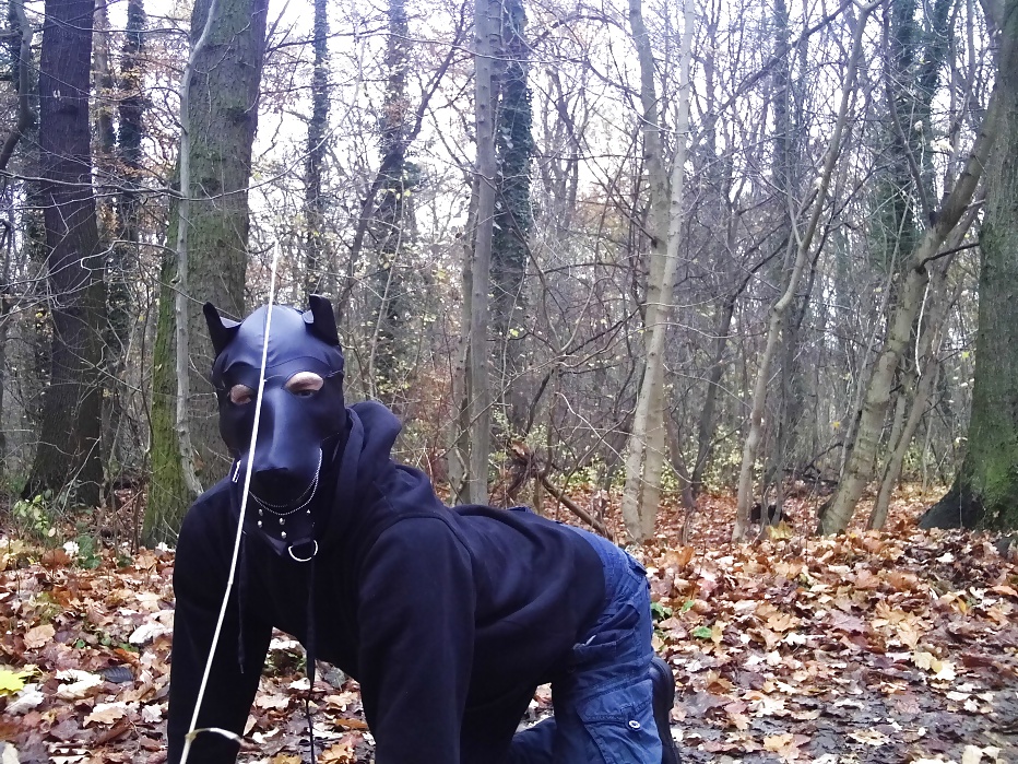 Sklavenhund im Wald - slave in the woods #33947031