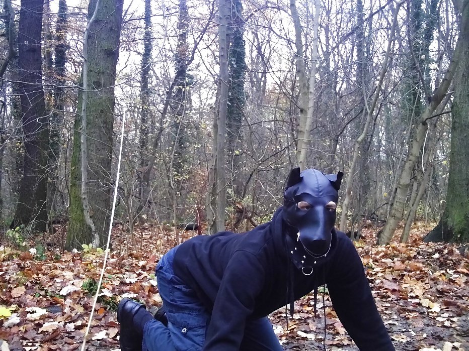 Sklavenhund im Wald - slave in the woods #33947039