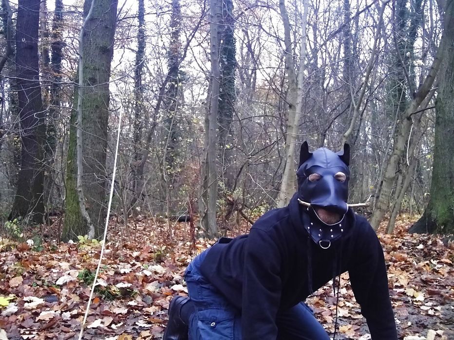 Sklavenhund im wald - esclavo en el bosque
 #33947044