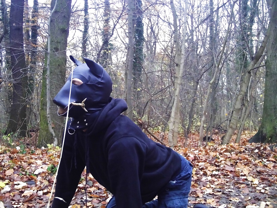 Sklavenhund im Wald - slave in the woods #33947046