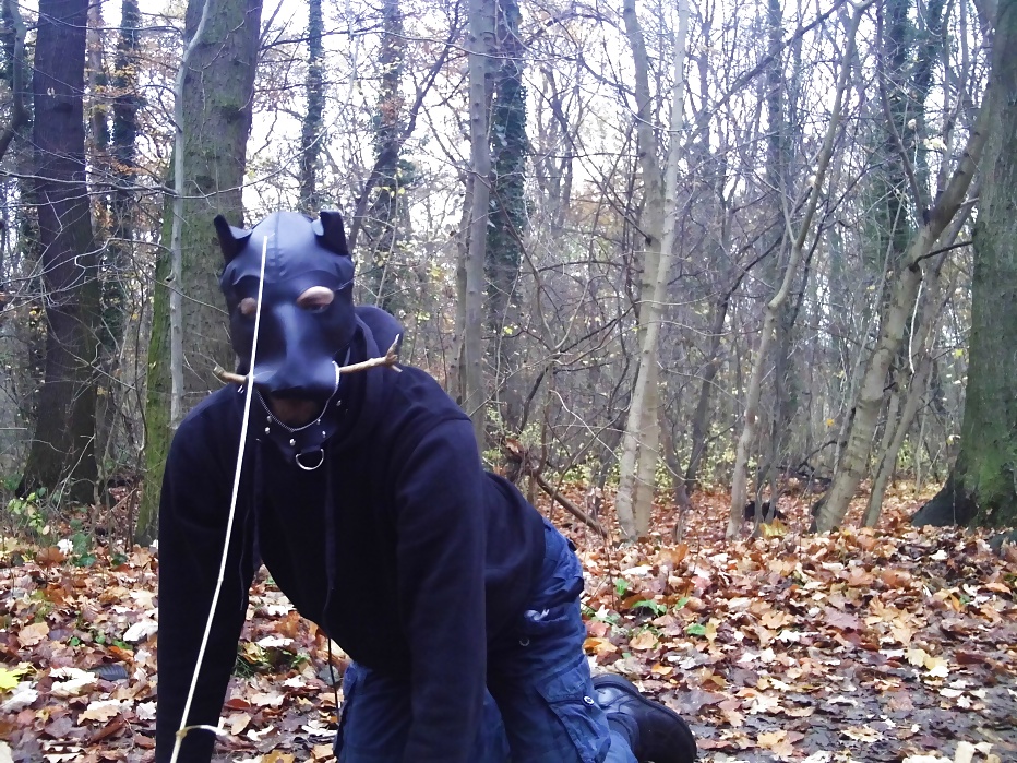 Sklavenhund im Wald - slave in the woods #33947049