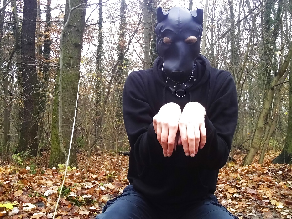 Sklavenhund im Wald - slave in the woods #33947052