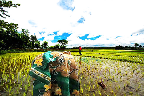 Bangladeshi woman working in the Field #30519583