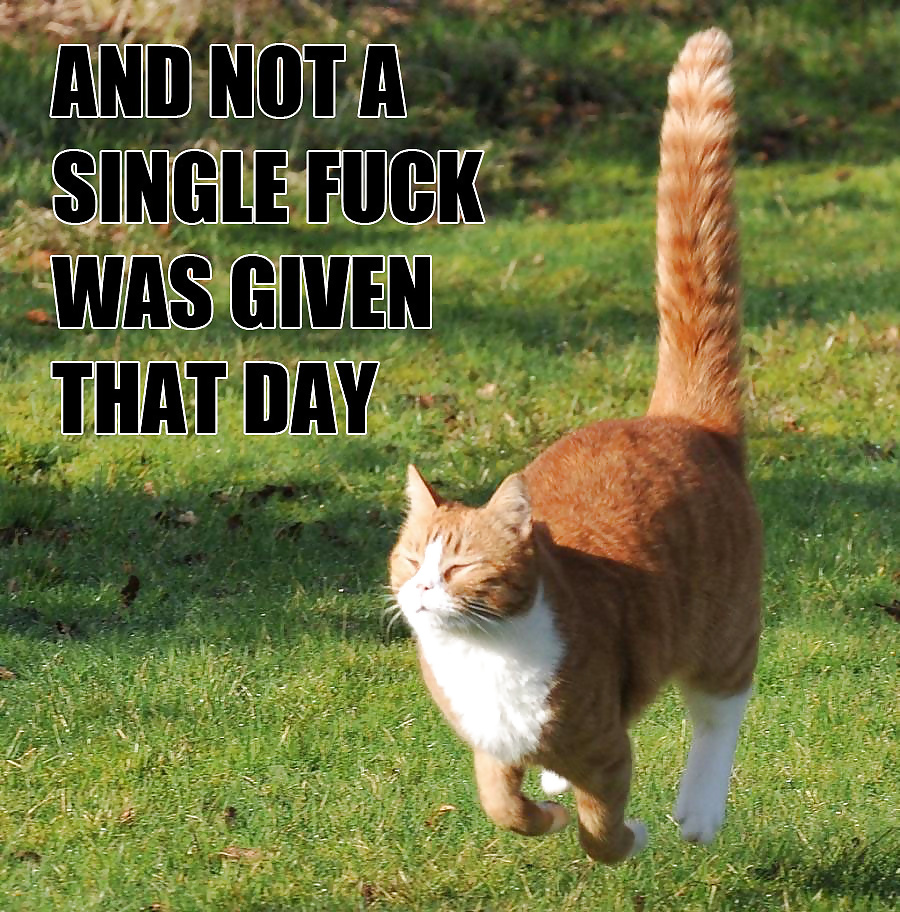 面白い写真
 #37405249