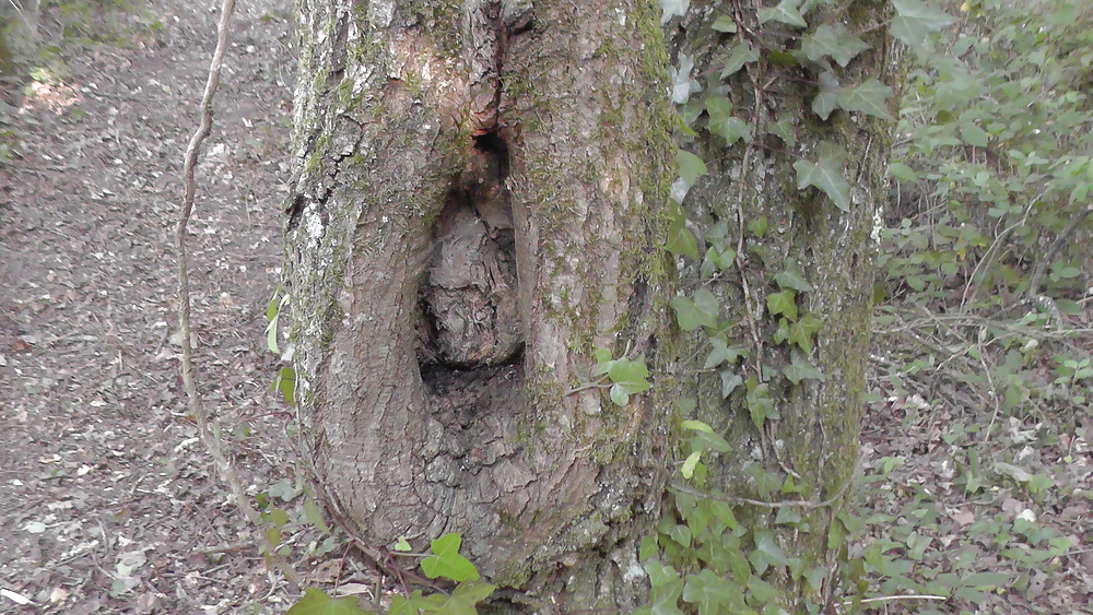 Cockring chatte dans un arbre #27016369