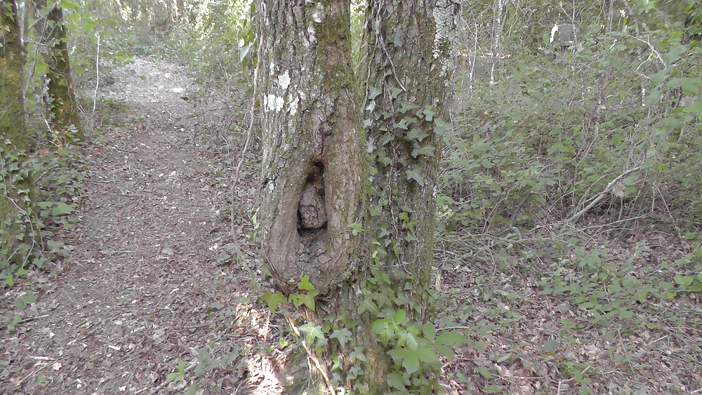 Cockring chatte dans un arbre #27016378