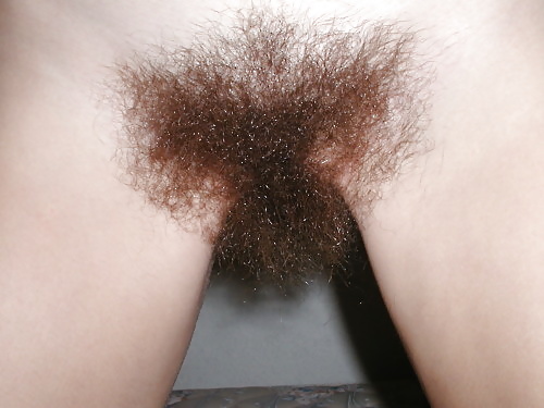 Hairy bush close-up #33819491