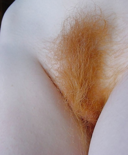 Hairy bush close-up #33819571