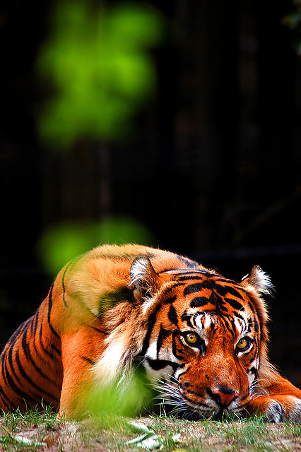 今日の写真
 #26275009