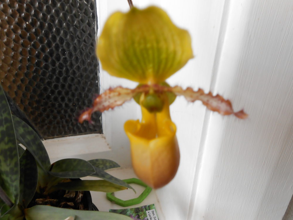Orchids for Funkadilly #30503886