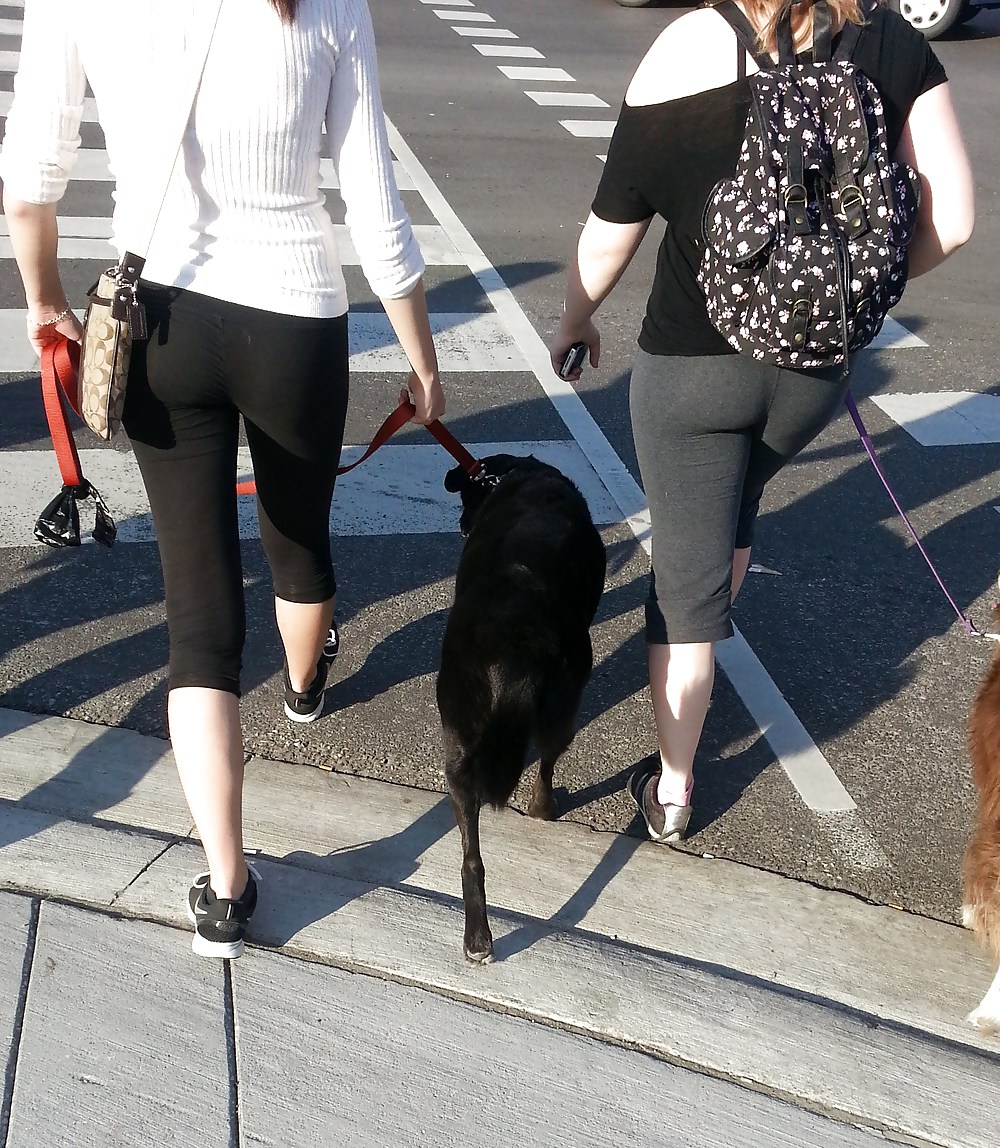 Mallas paseando perros - toronto, ontario - canada
 #37268590