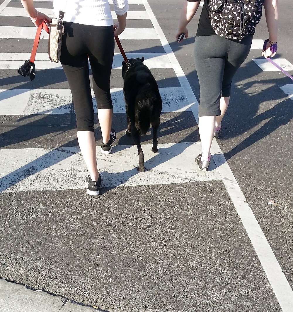 Mallas paseando perros - toronto, ontario - canada
 #37268597