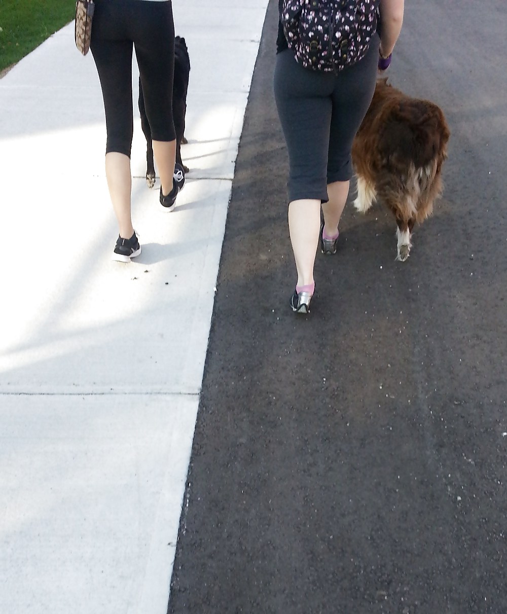 Strumpfhosen Gehende Hunde - Toronto, Ontario - Kanada #37268601