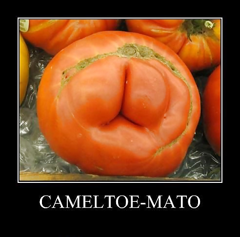 From the Moshe Files: Camel Toe Humour #25331315