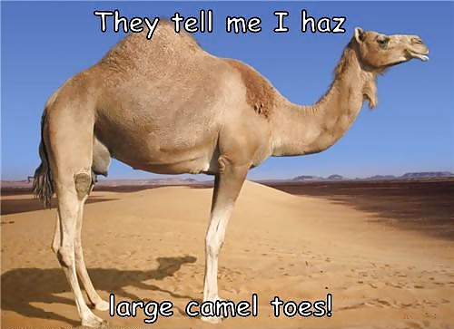 From the Moshe Files: Camel Toe Humour #25331389