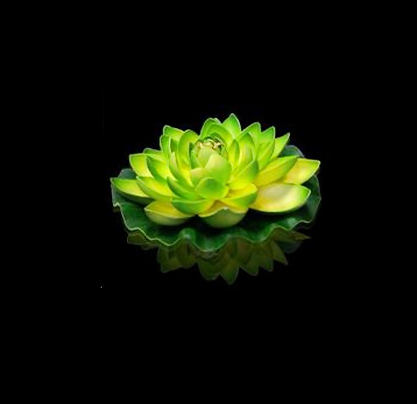 The secrat Lotus  #33893072