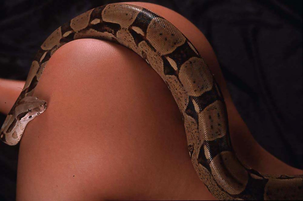 Exotische Babe Wa Python Auf Ihren Heißen Körper #36474174
