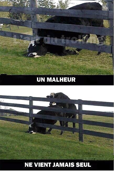 Rigolo - 3 - FishScorpio #34392192