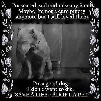 Save a life-adopt a pet #39573800