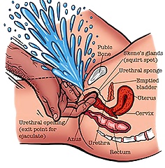 Instructonal: Des Diagrammes Et Des Conseils Pour Faire Une Giclée De Femme #34759647