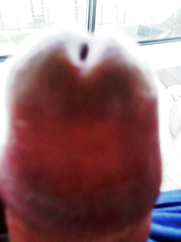 Polla en vacaciones #37690553