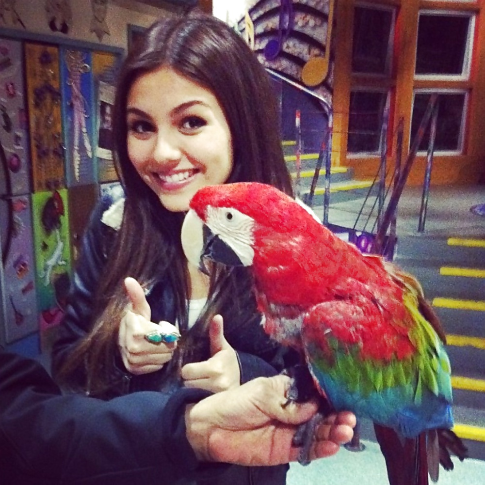 My Victoria Justice #32380423