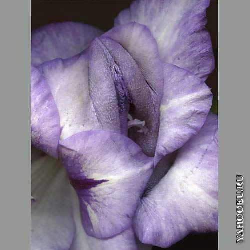 Mis flores
 #29139709