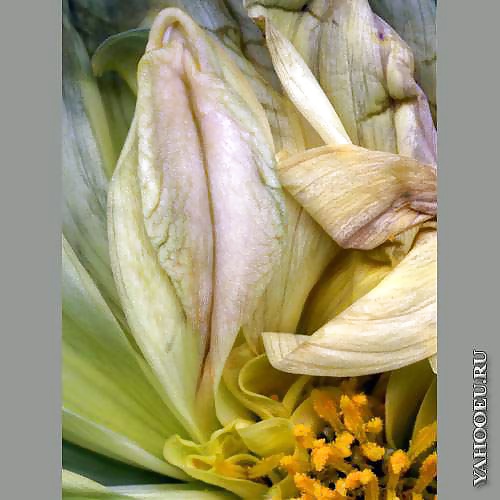 Mis flores
 #29139712