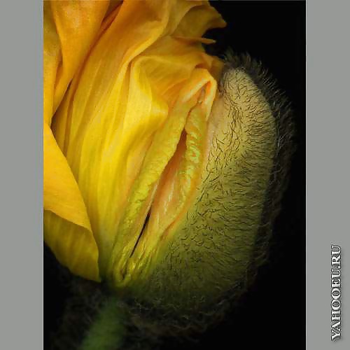 Mis flores
 #29139722