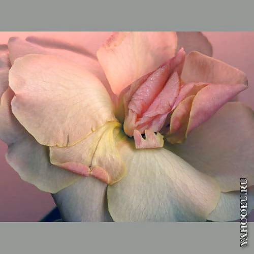 Mis flores
 #29139728