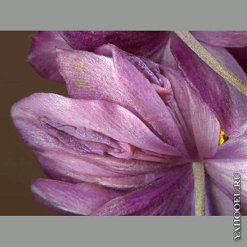 Mis flores
 #29139733