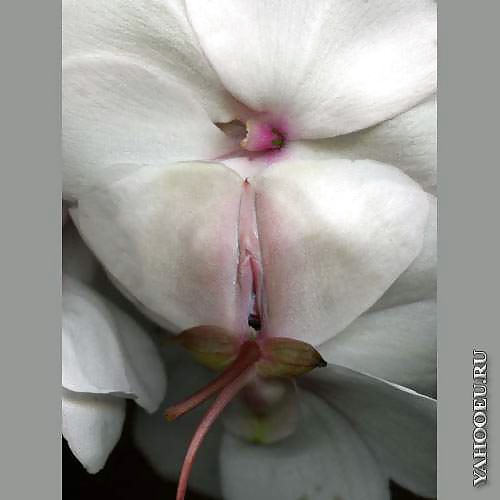 Mis flores
 #29139737