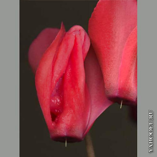 Mis flores
 #29139741