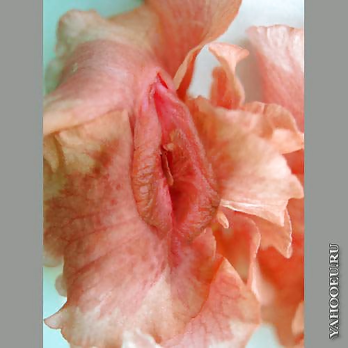 Mis flores
 #29139746