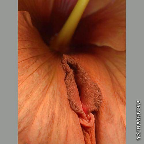 Mis flores
 #29139752