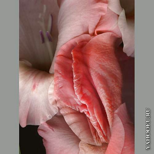 Mis flores
 #29139774