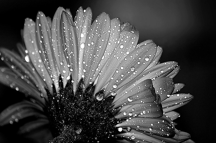 Morning dew... #35877877