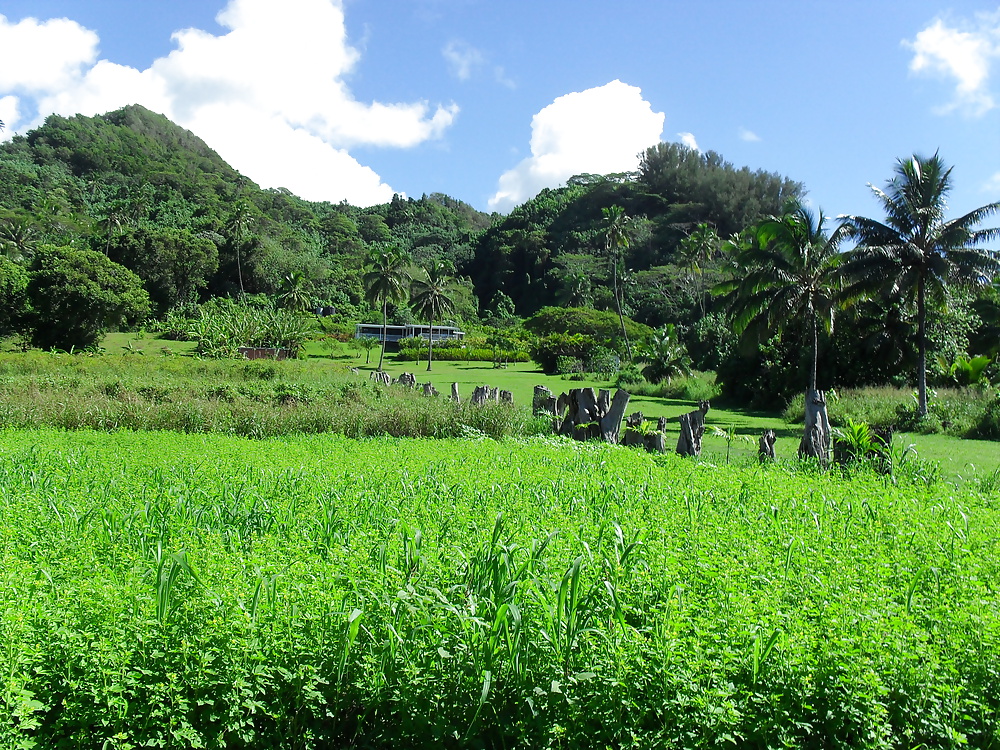 休日のスナップ 
 #25300355