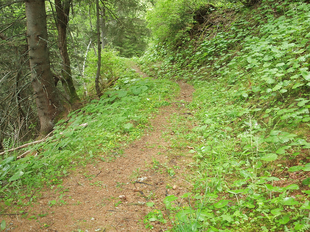 Outdoor-Streifen Nackt Wald Gehen #26956695